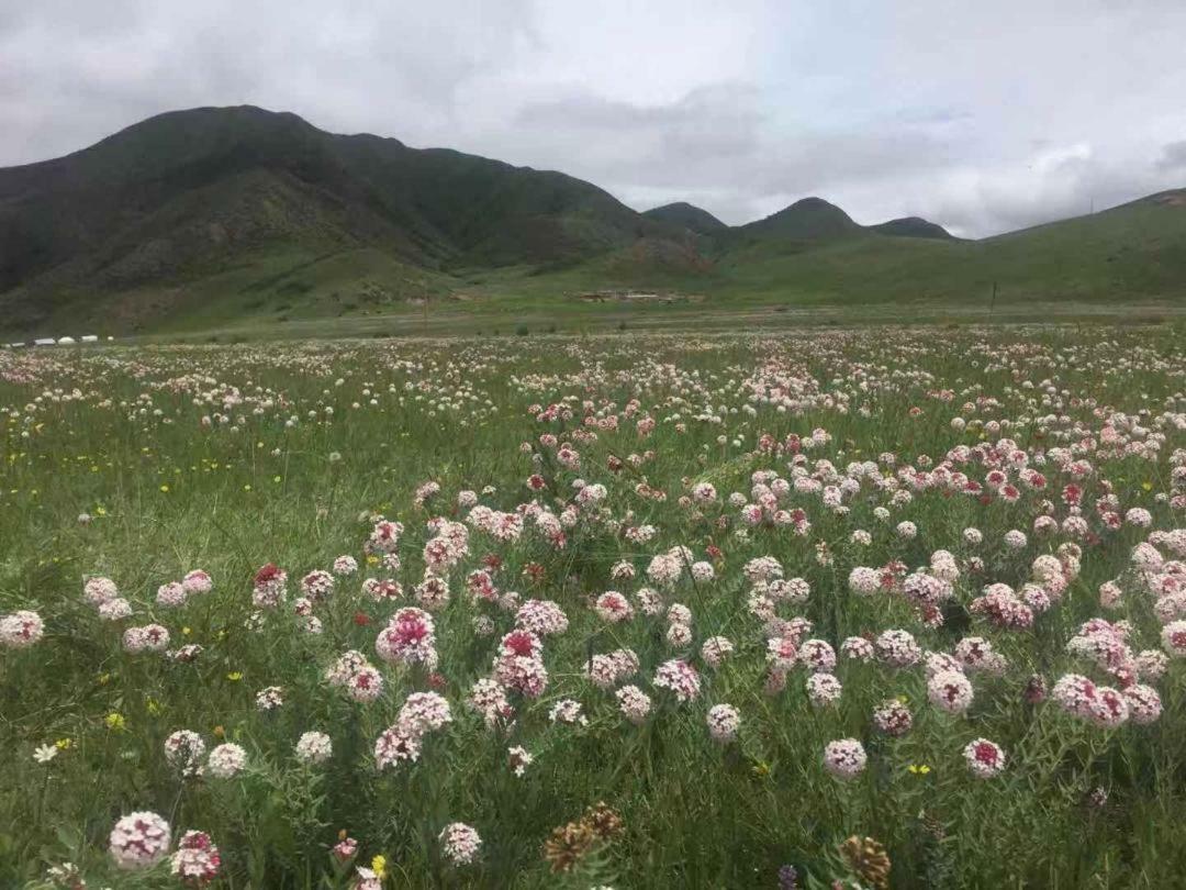 夏河县 德吉林卡营地旅馆 外观 照片